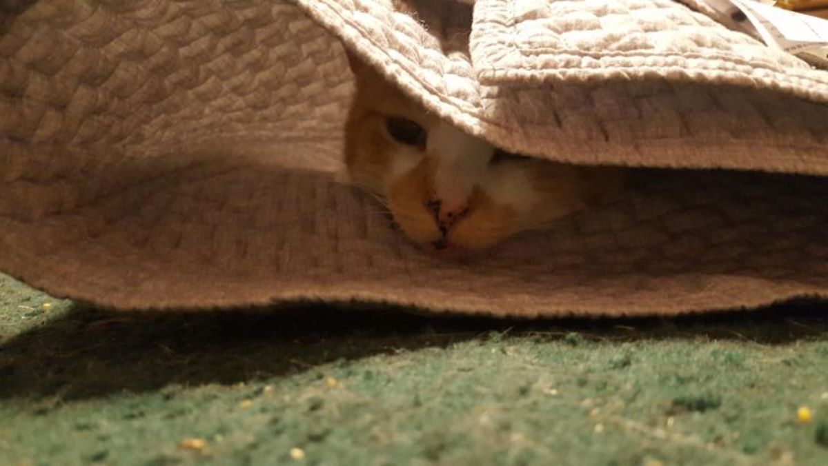 orange and white cat hiding in a blanket with the head showing