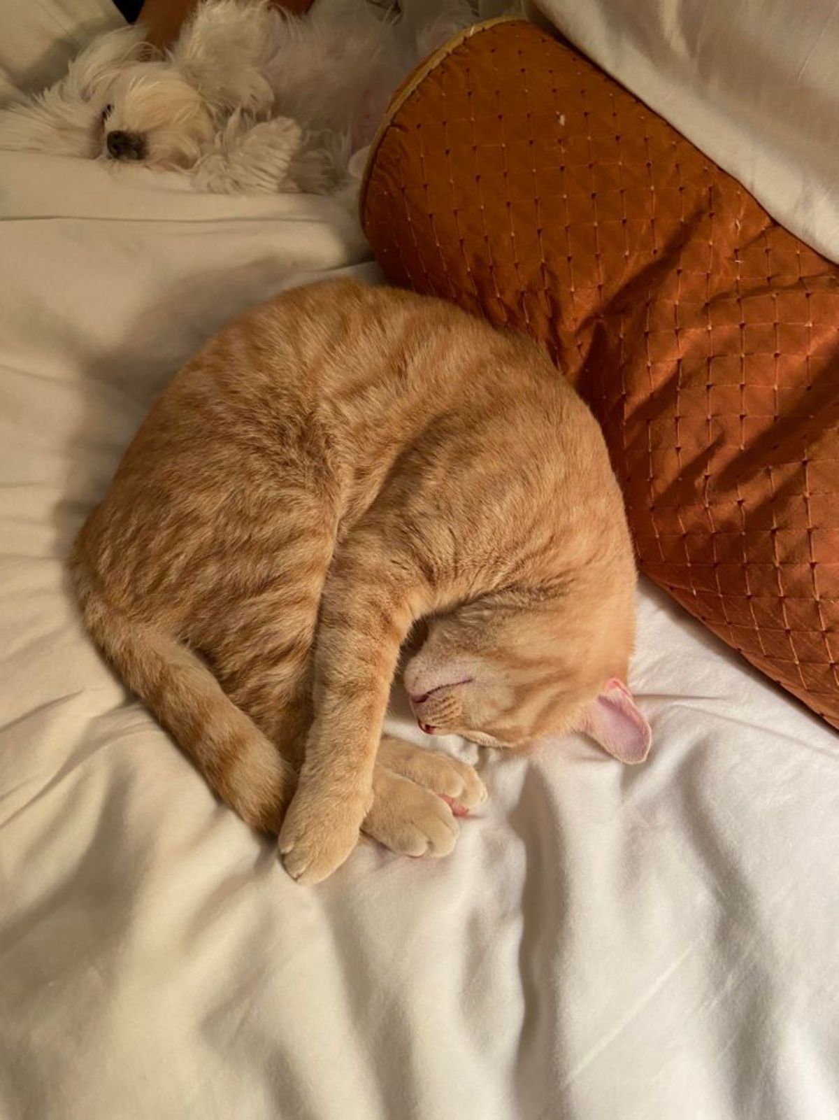 orange cat and a white fluffy dog sleeping on a white bed