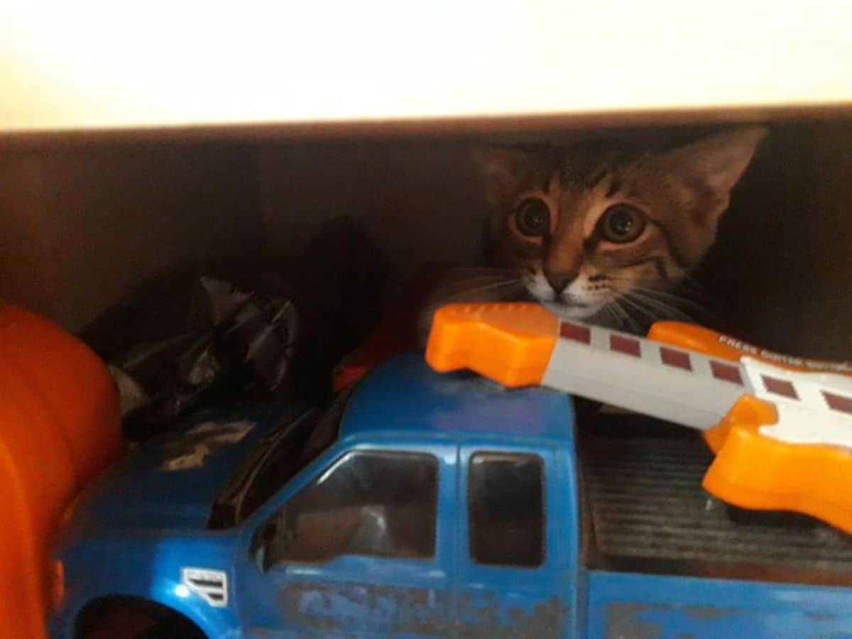 tabby kitten hiding behind an orange and white toy guitar and a blue and black truck