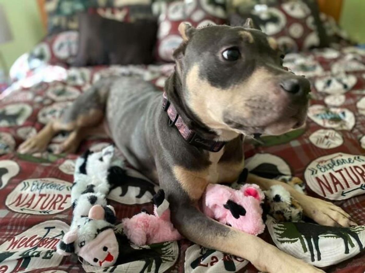 thin brown pitbull laying on a bed with patterned bedsheets and soft toys