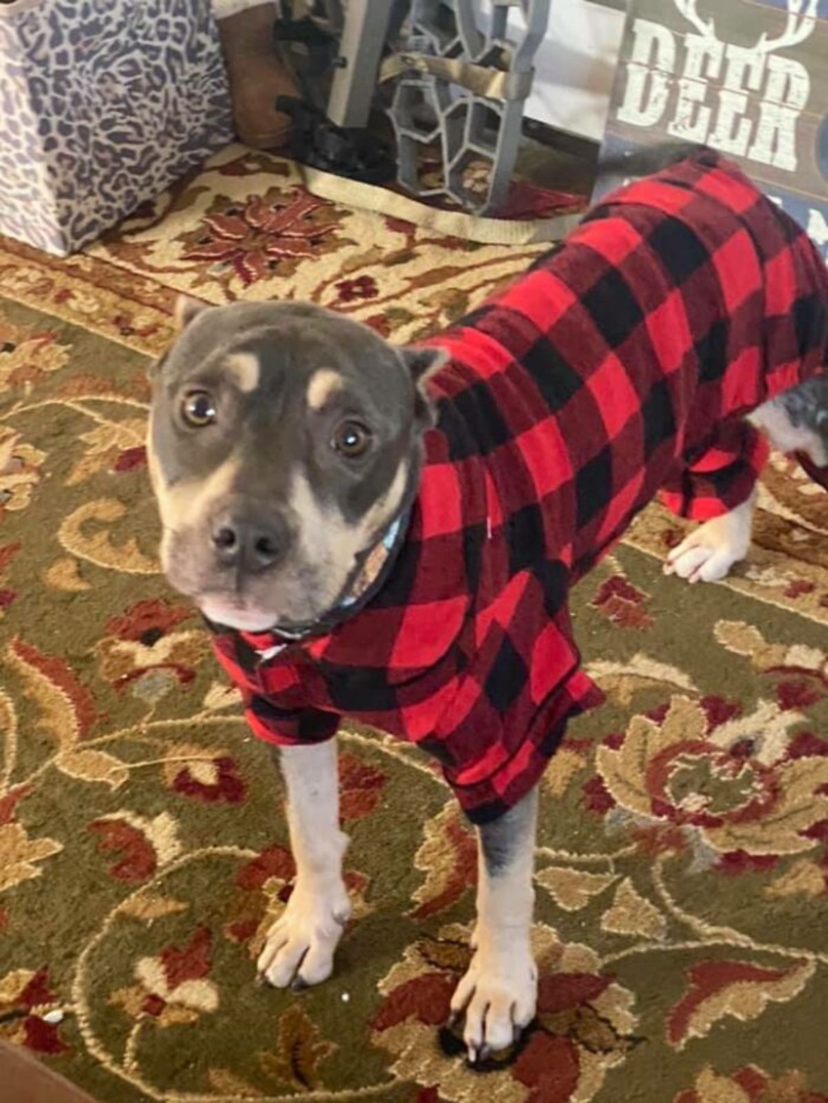 thin brown pitbull in a red and black plaid shirt standing on a patterned carpet
