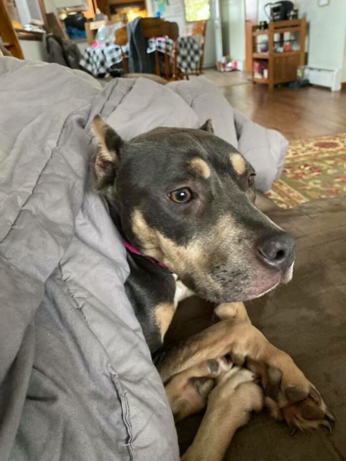 brown pitbull laying on a brown bed under a grey blanket