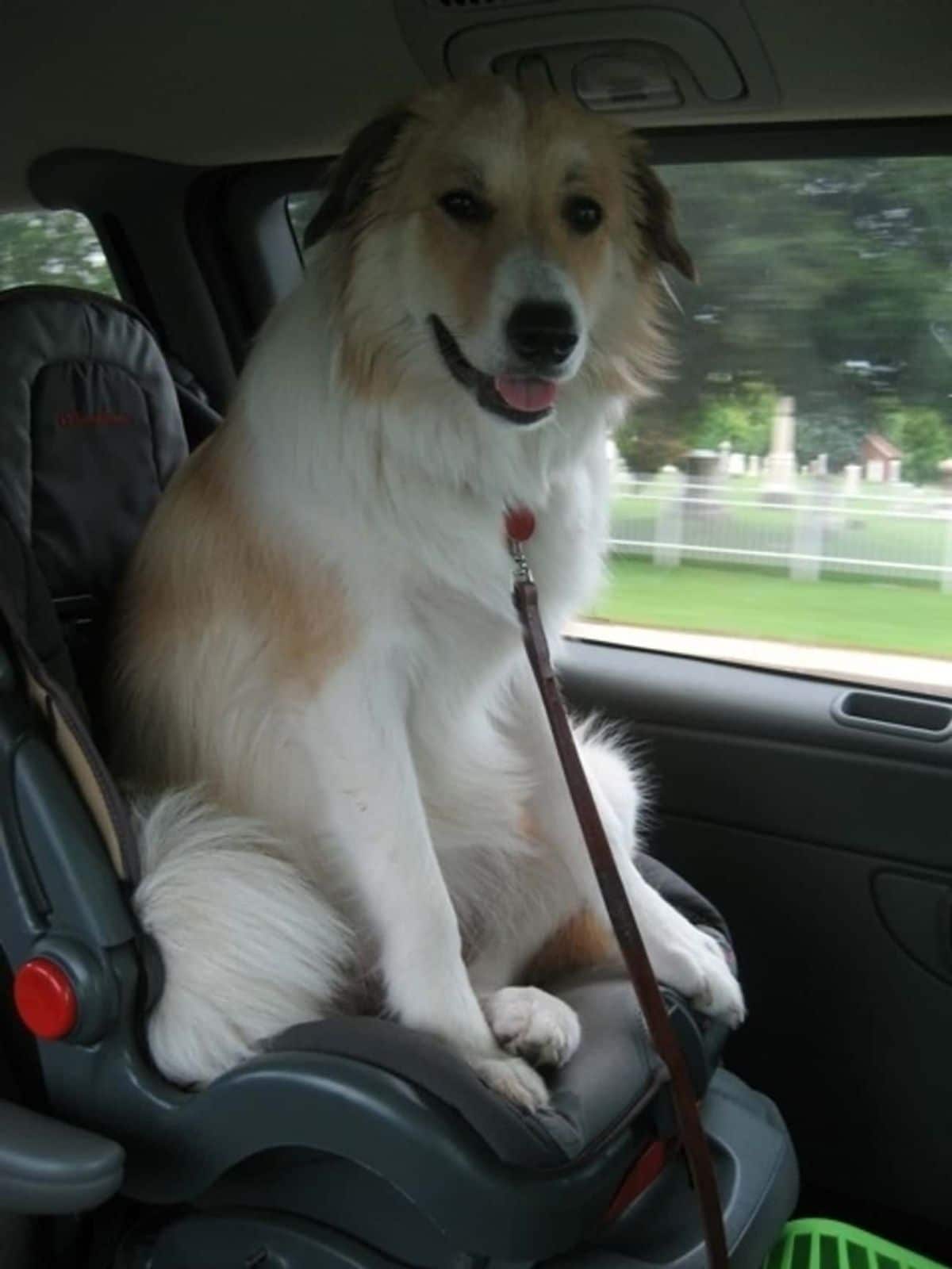 large fluffy white and brown dog sitting upright on a car seat