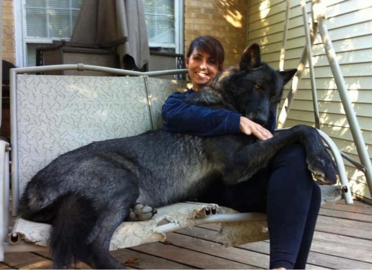 large black dog laying on a woman seated on a grey seat