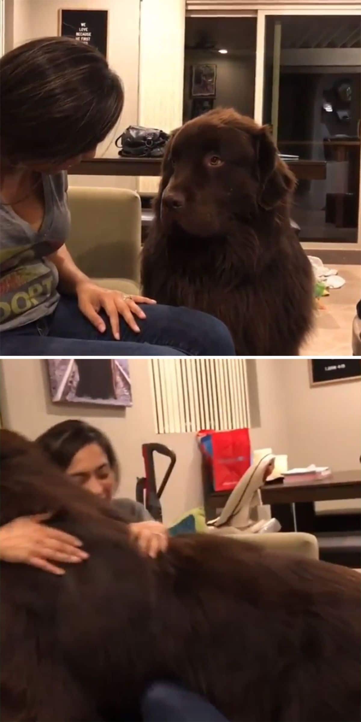 2 photos of a brown newfoundland with a woman