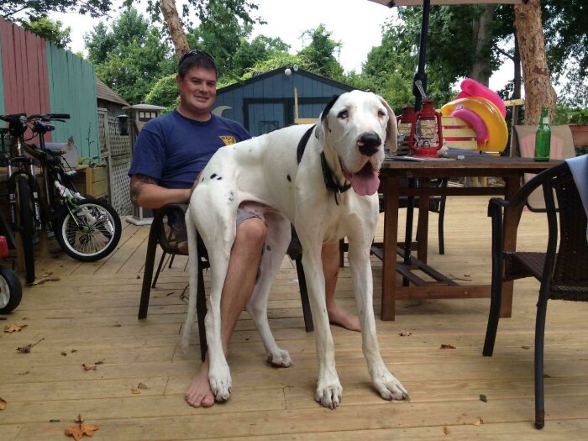 white great dane sitting on a man's lap with the dog's legs on the floor