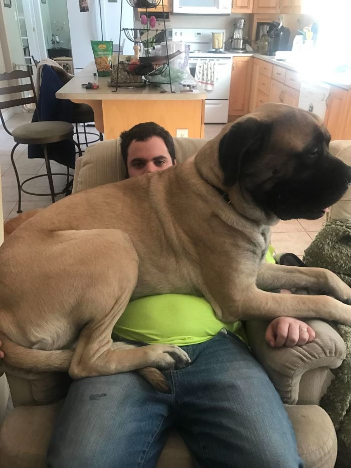 brown mastiff sitting on the lap of a man sitting on a couch
