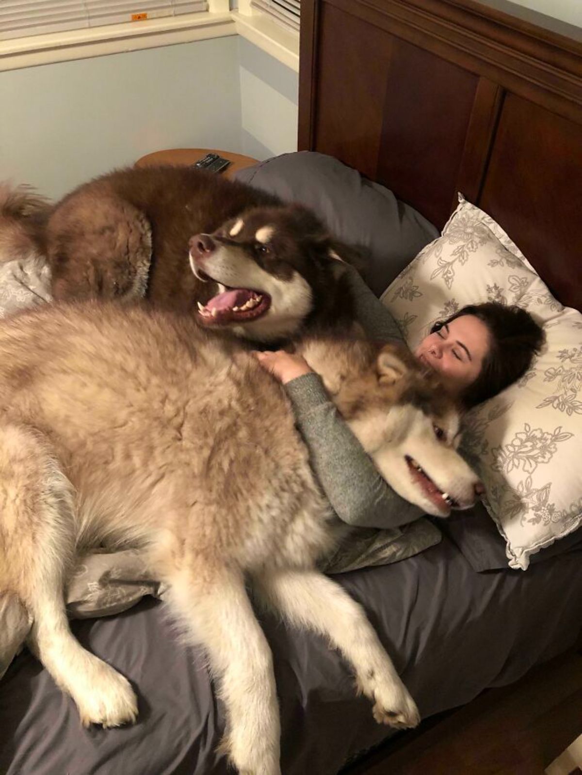 2 brown and white alaskan malamutes laying on a woman laying on a bed