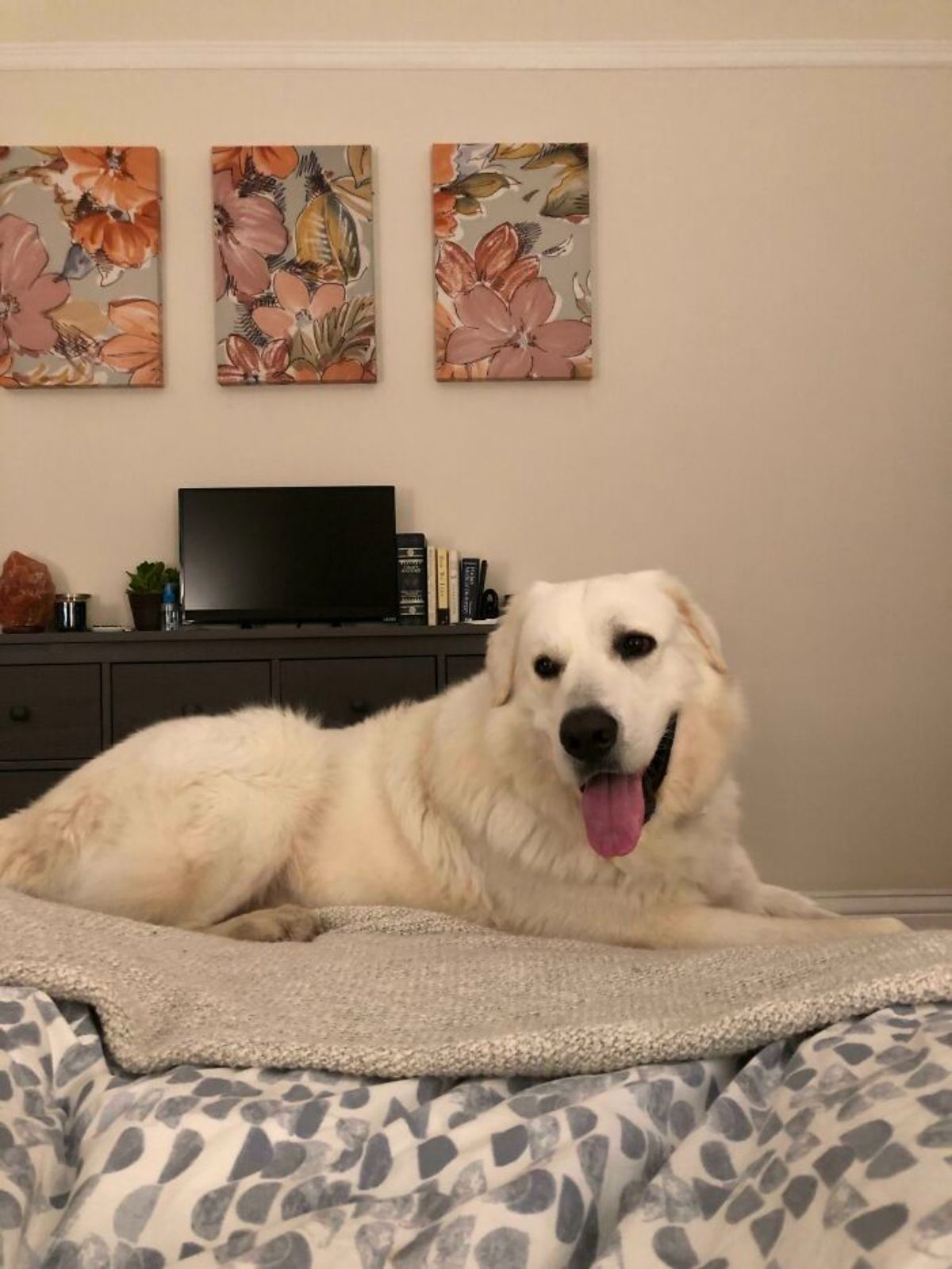 large white fluffy dog laying at the foot of the bed