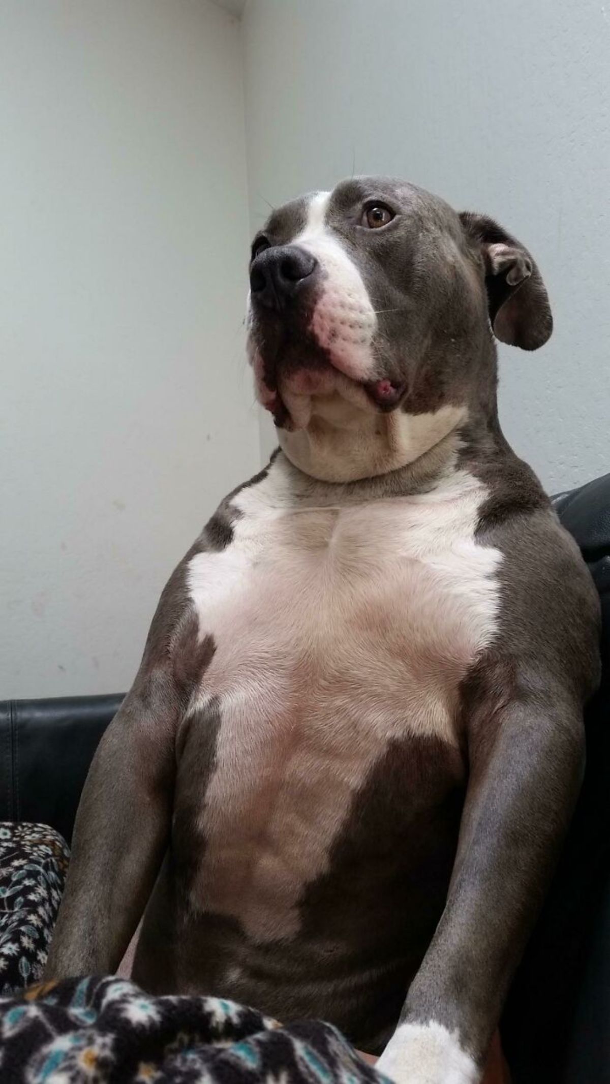 large grey and white dog sitting on a black couch
