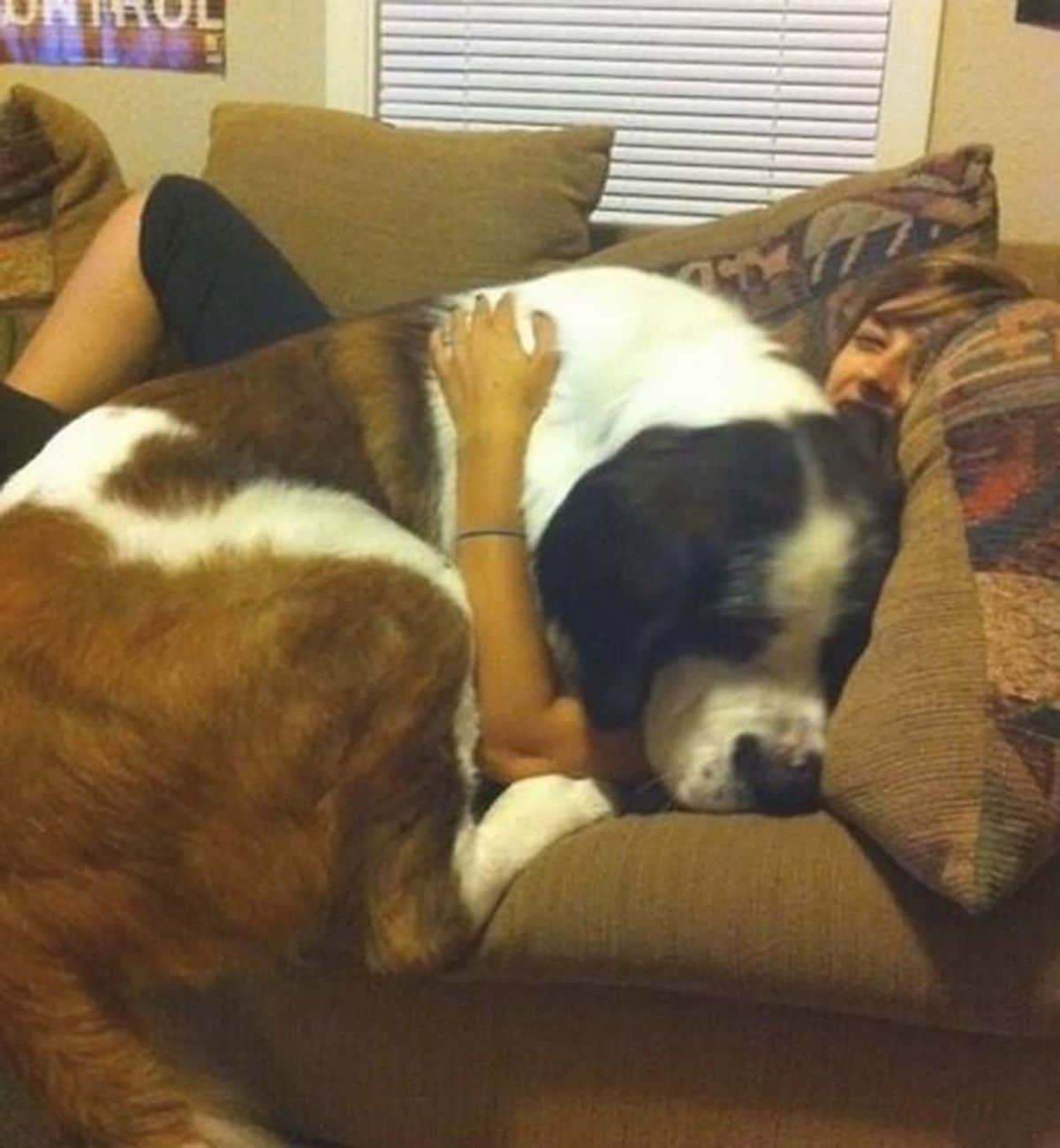st bernard laying on top of a person who is laying on a brown sofa