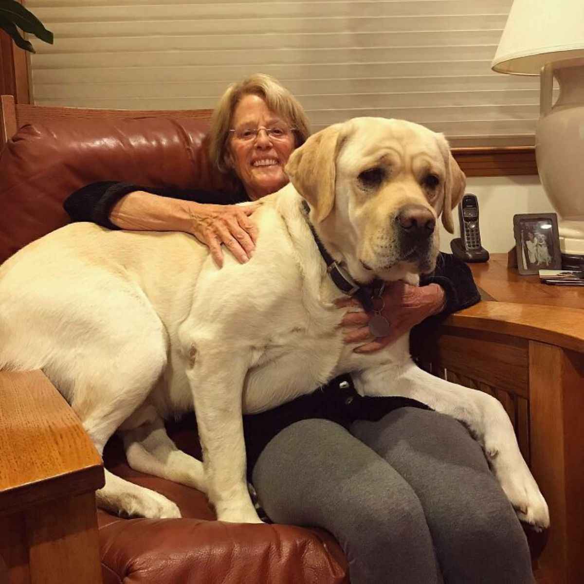 large white dog laying on an old woman's lap