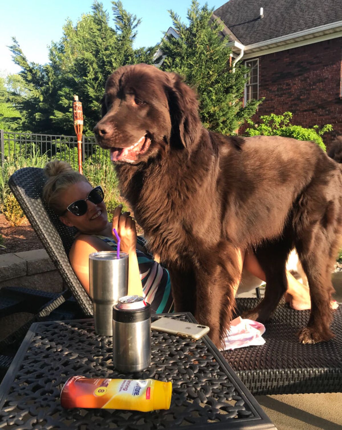 large fluffy brown dog standing over a woman on a recliner