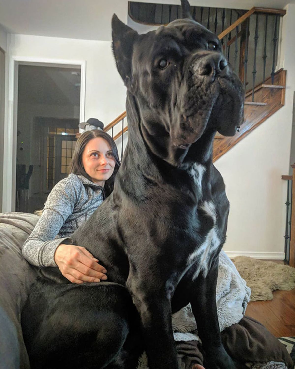 large black dog sitting on a grey couch next to a woman