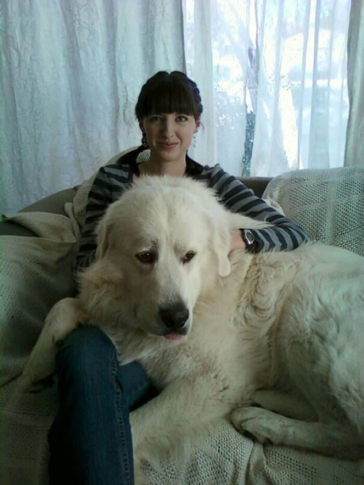 fluffy white dog laying on a woman sitting on a couch