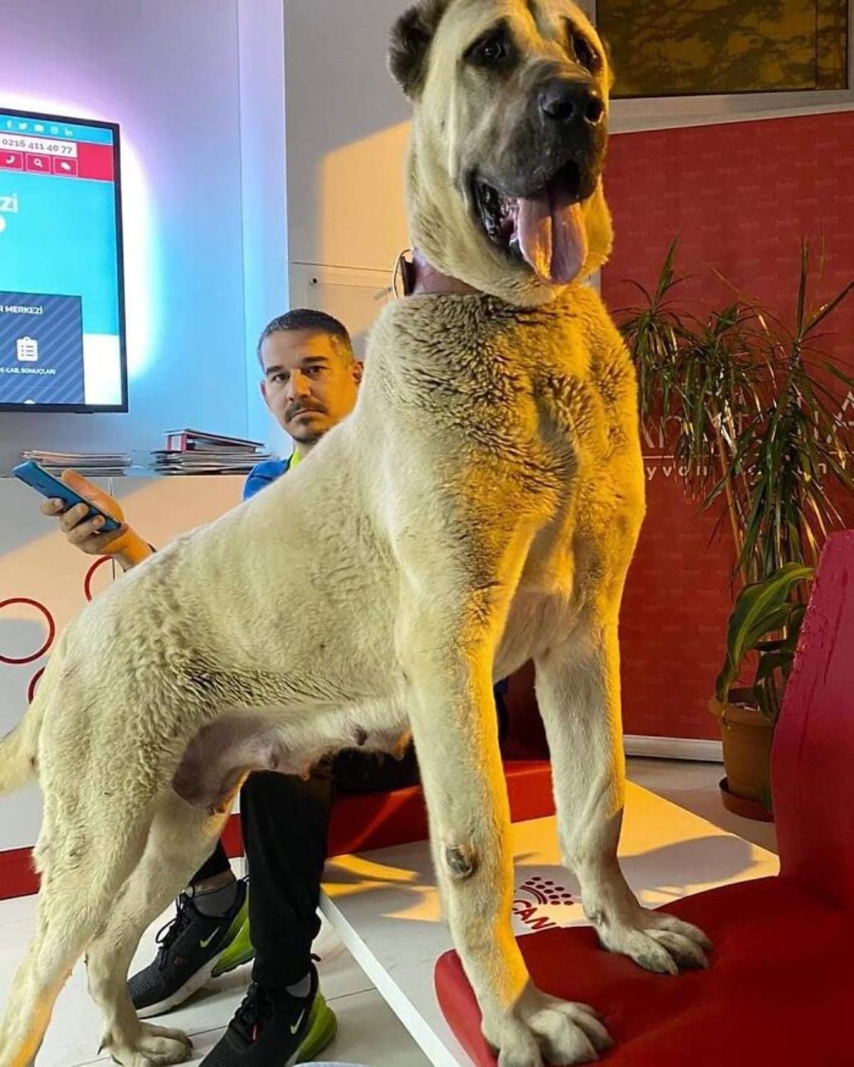 large brown dog standing over a man sitting