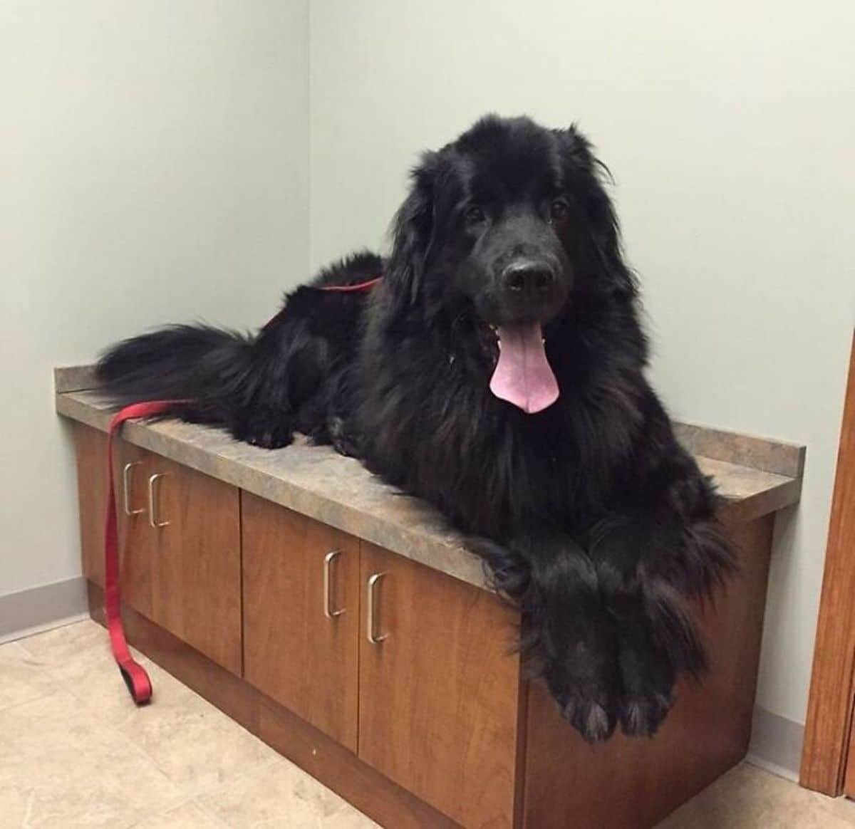 large fluffy black dog laying on a counter