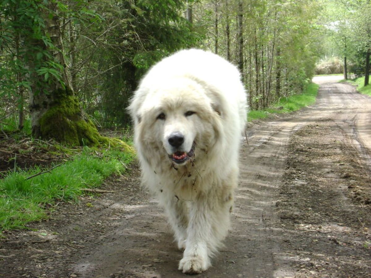 large fluffy white dog walking on a road in the forest