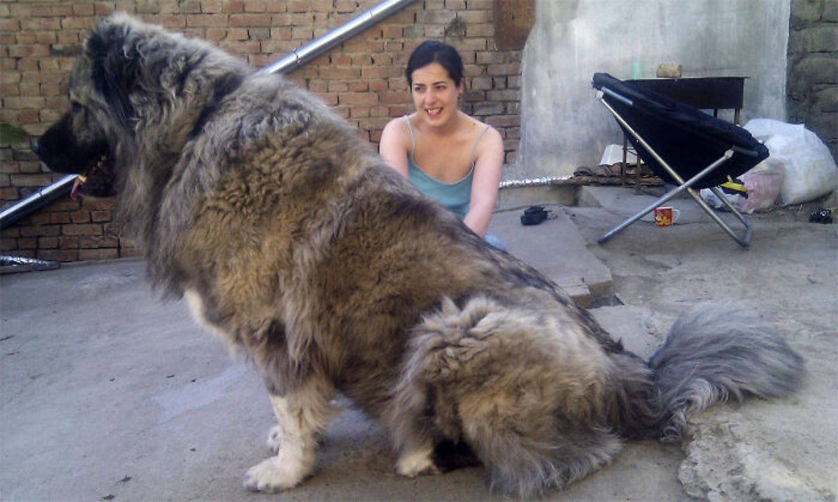 large black and grey dog sitting on the ground next to a woman