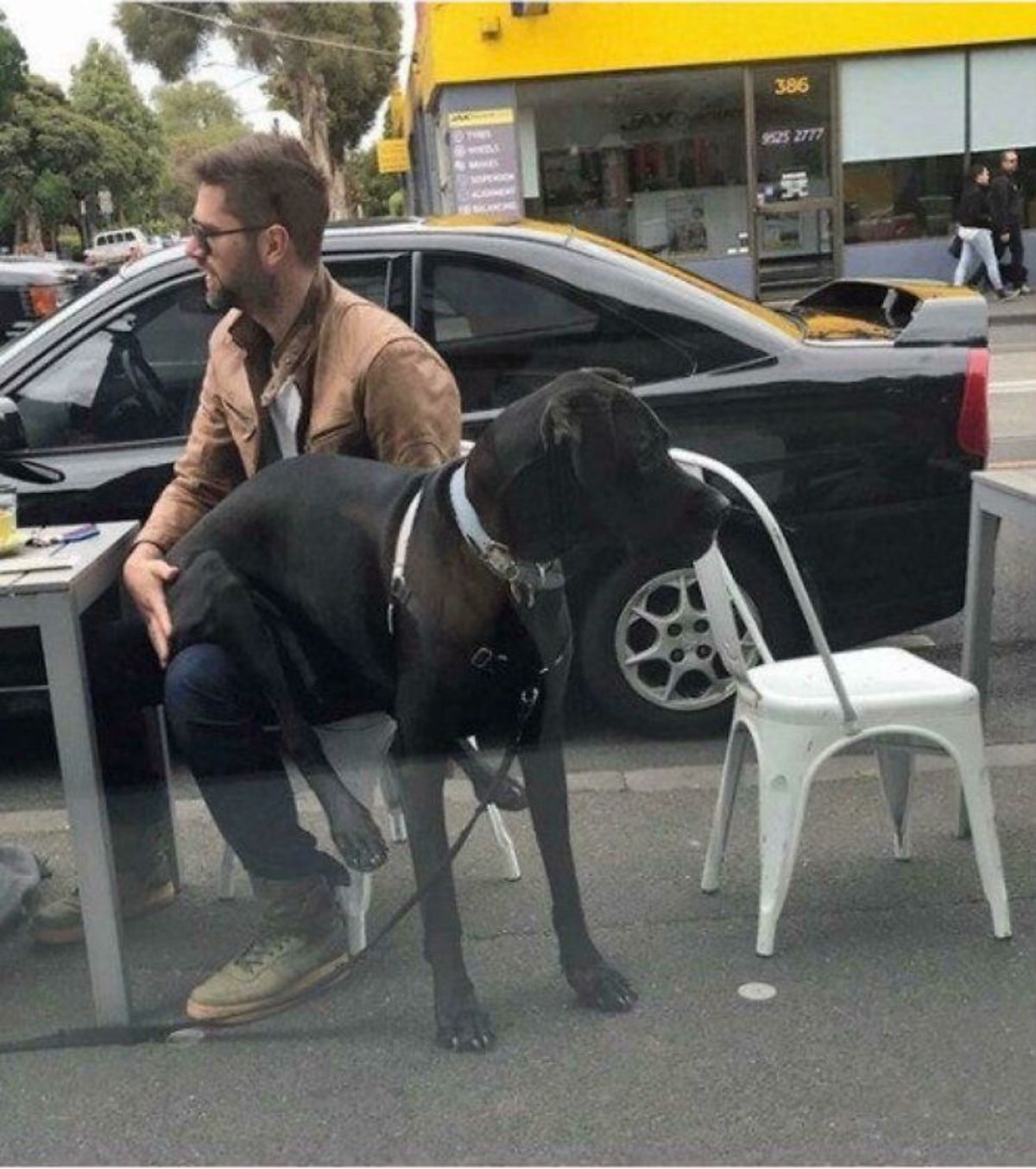black great dane sitting in a man's lap with the dog's front legs resting on the ground