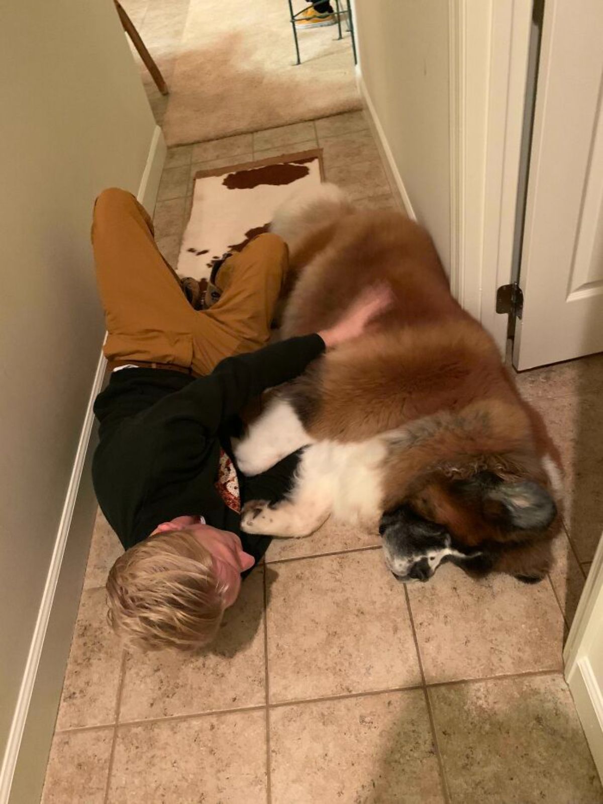 brown and white st bernard laying on the floor next to a person