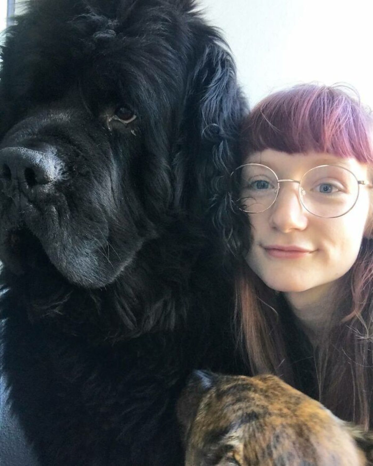 black newfoundland cuddling with a woman with pink hair