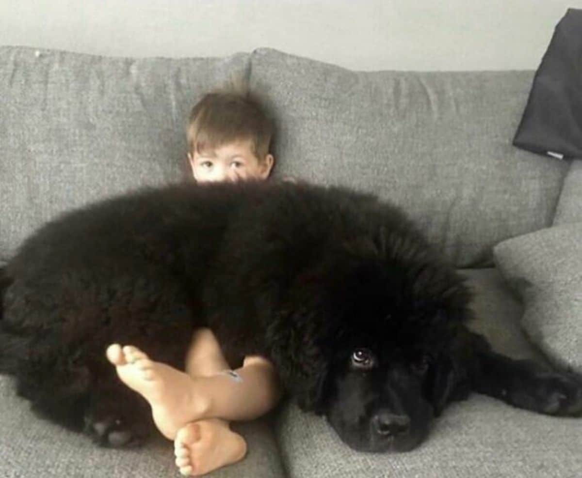 black newfoundland puppy laying on the lap of a little boy sitting on a couch
