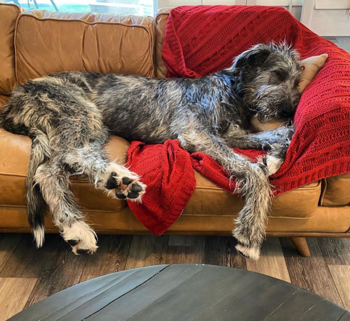 black and white irish wolfhound laying on a brown couch with a red blanket on it