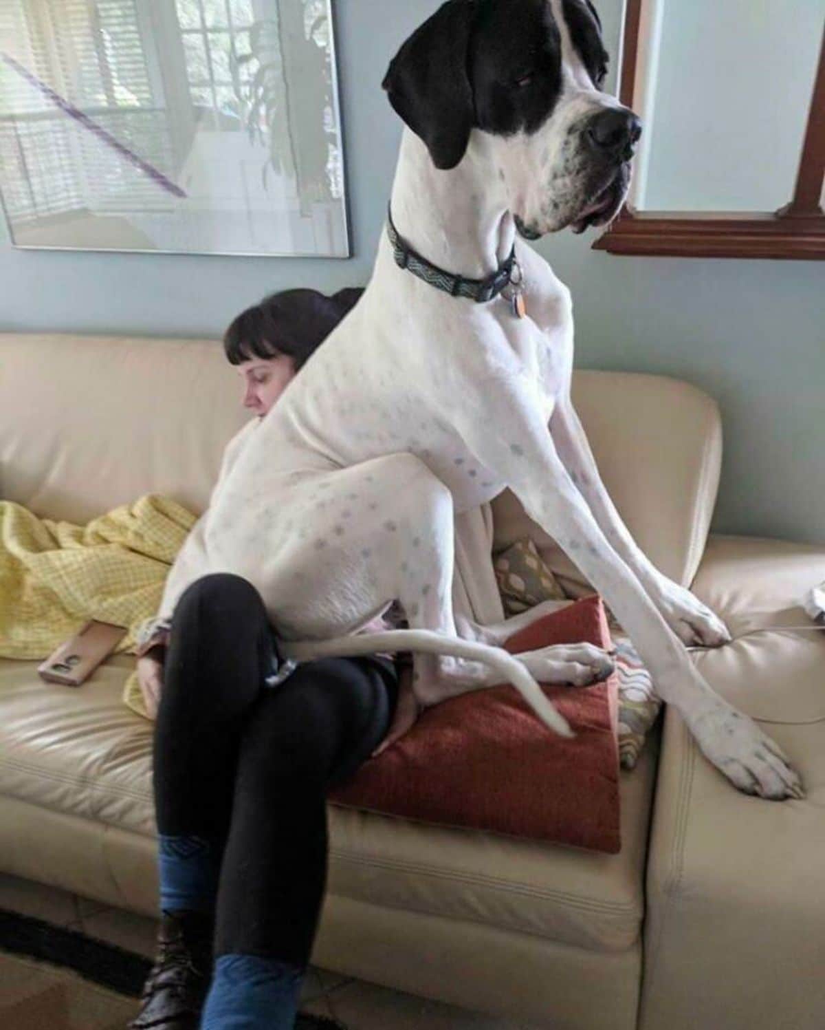 black and white great dane sitting on a woman's lap