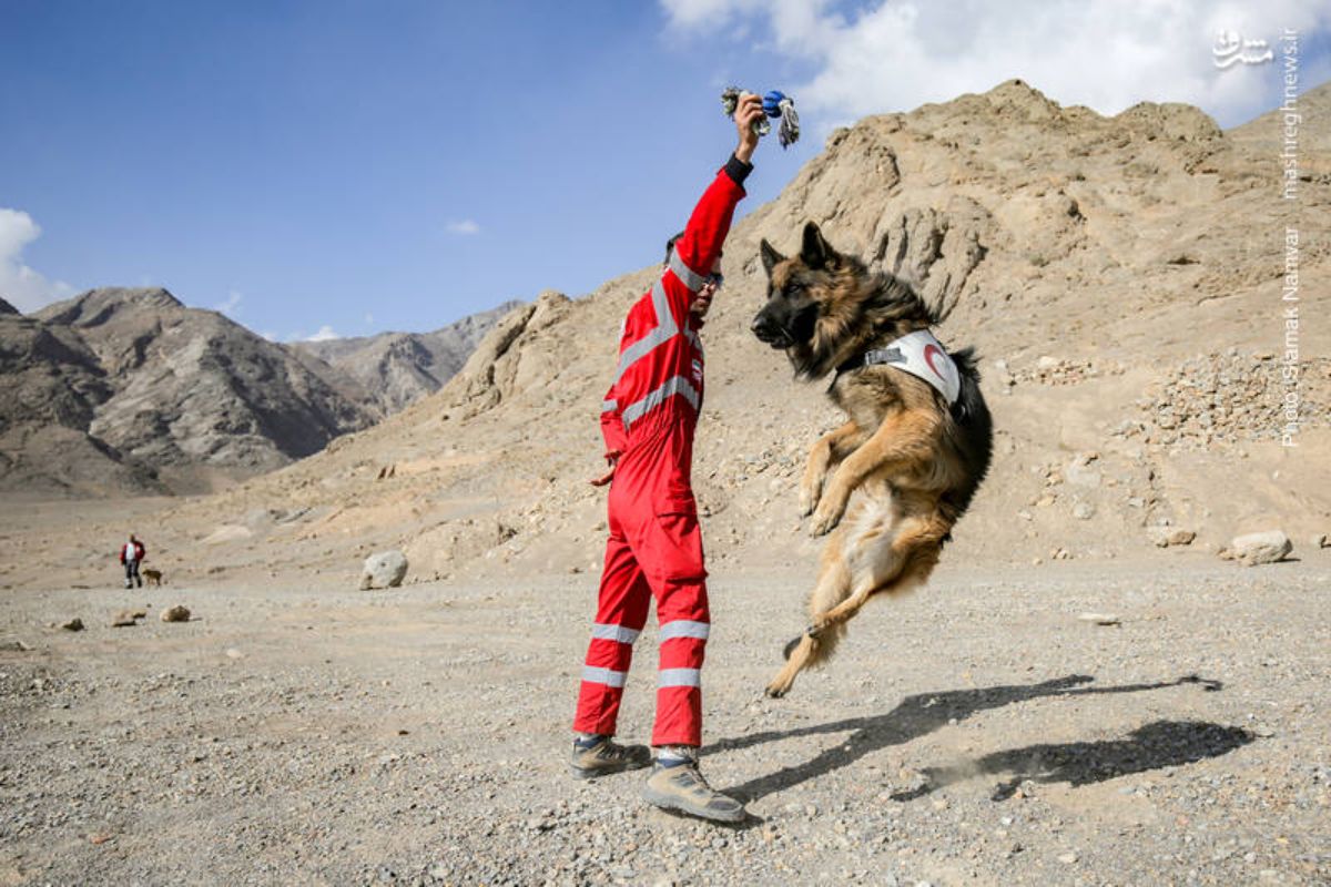a german shepherd is jumping up next to a man dressed in red