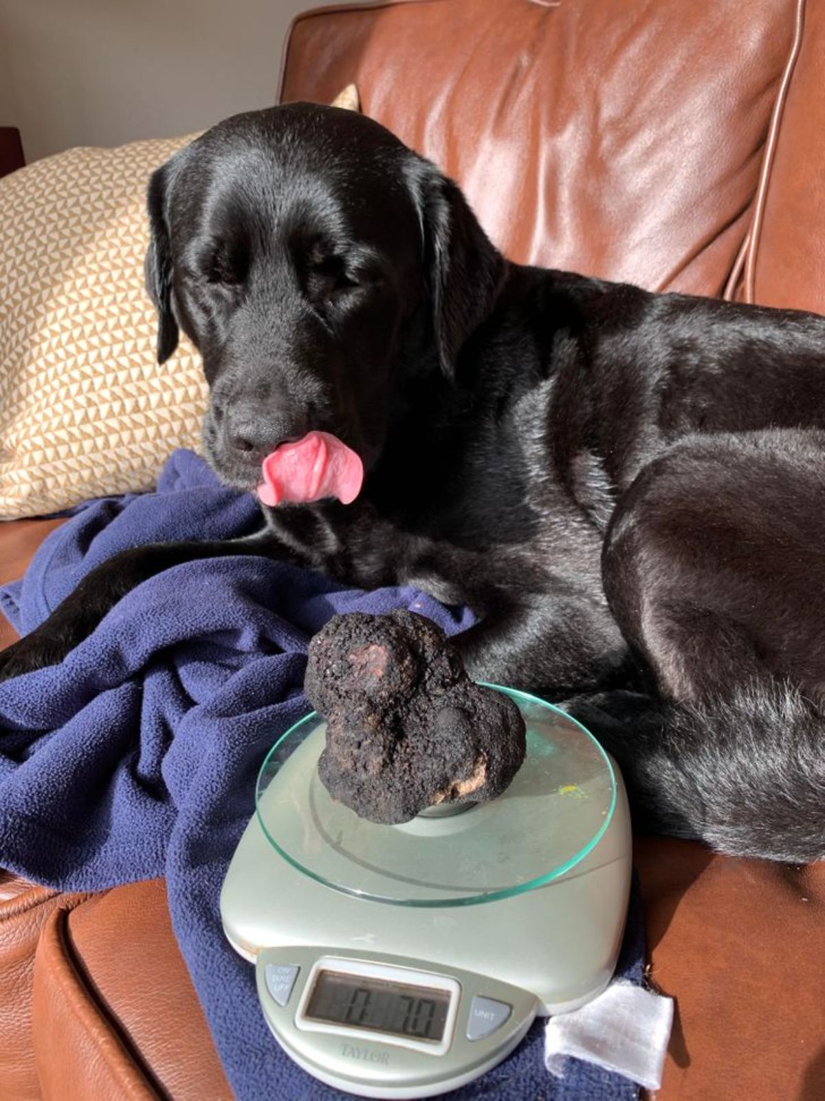 a black labrador is sitting on a couch next to a giant black truffle