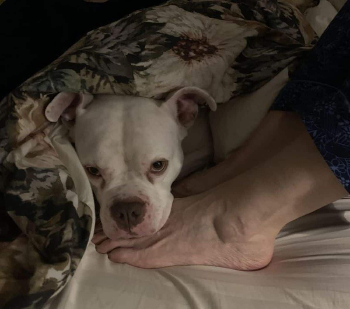 a white pitbull is resting its head on a person's foot