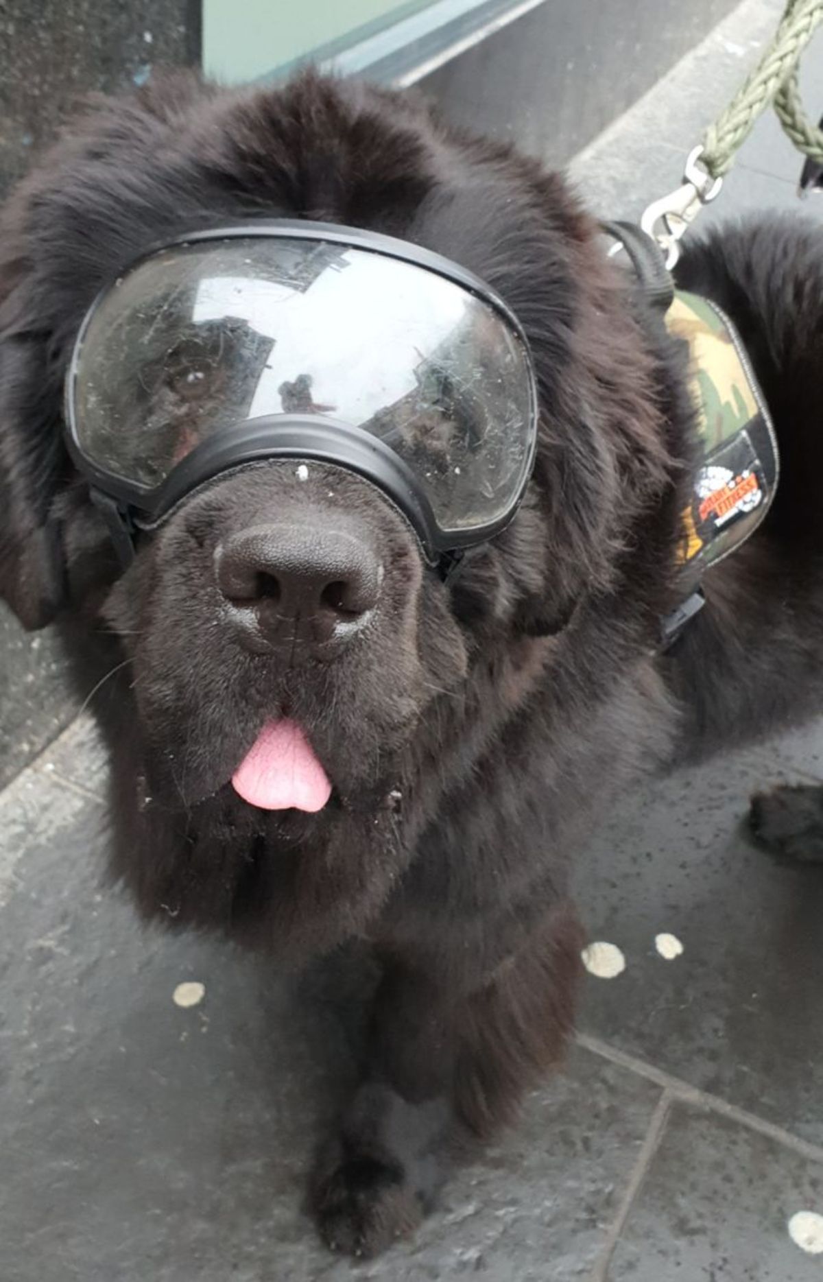 a brown newfoundland is wearing goggles
