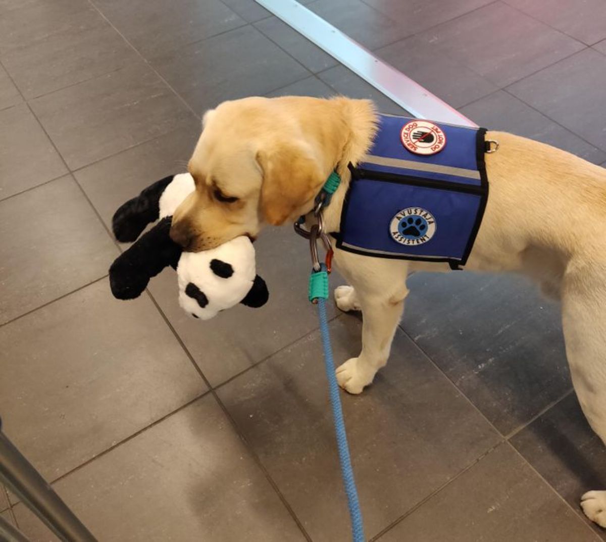 a golden retriever in a blue vest is holding a stuffed panda toy in its mouth