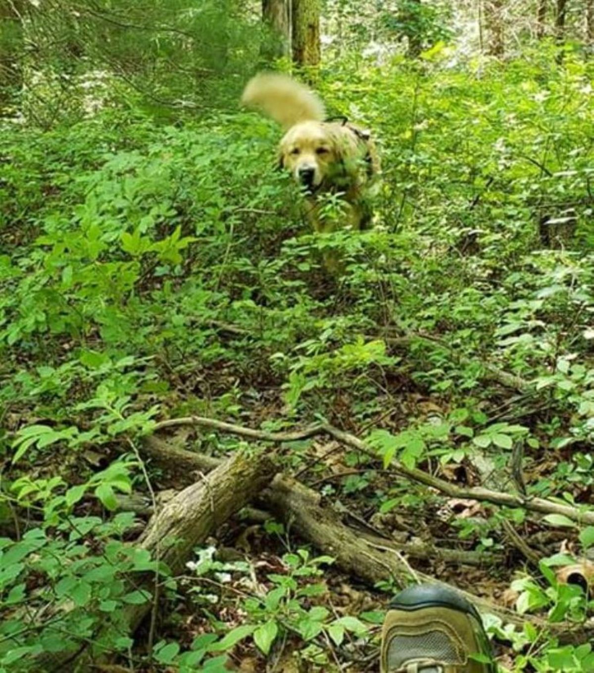 a golden retriever is coming through the forest