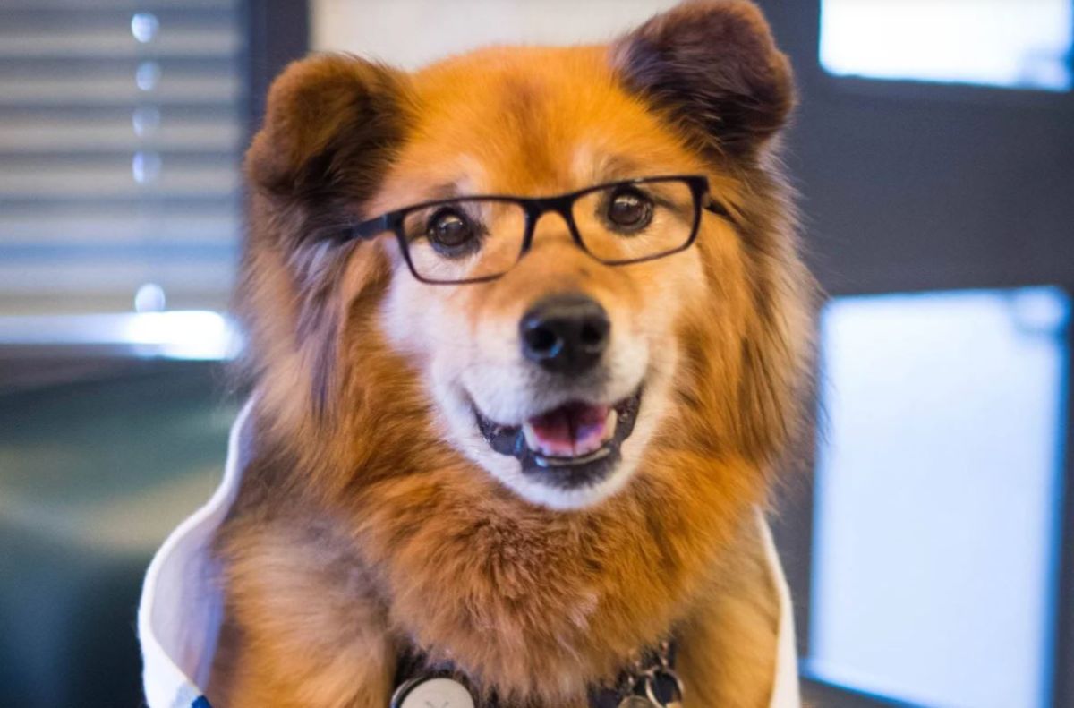 fluffy brown dog wearing black glasses
