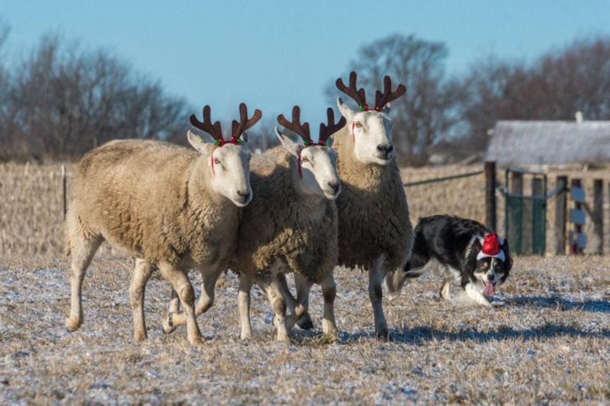 a black and white dog with a red christmas hat is rounding up three sheep wearing antlers