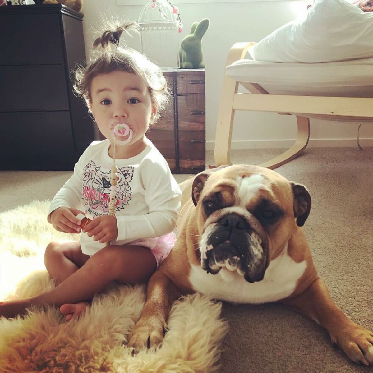 little girl sitting on a fuzzy blanket next to a brown and white bulldog