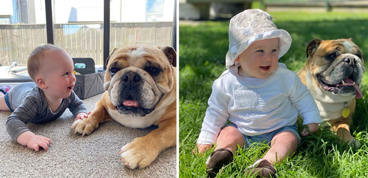 2 photos of a baby next to a brown and white bulldog
