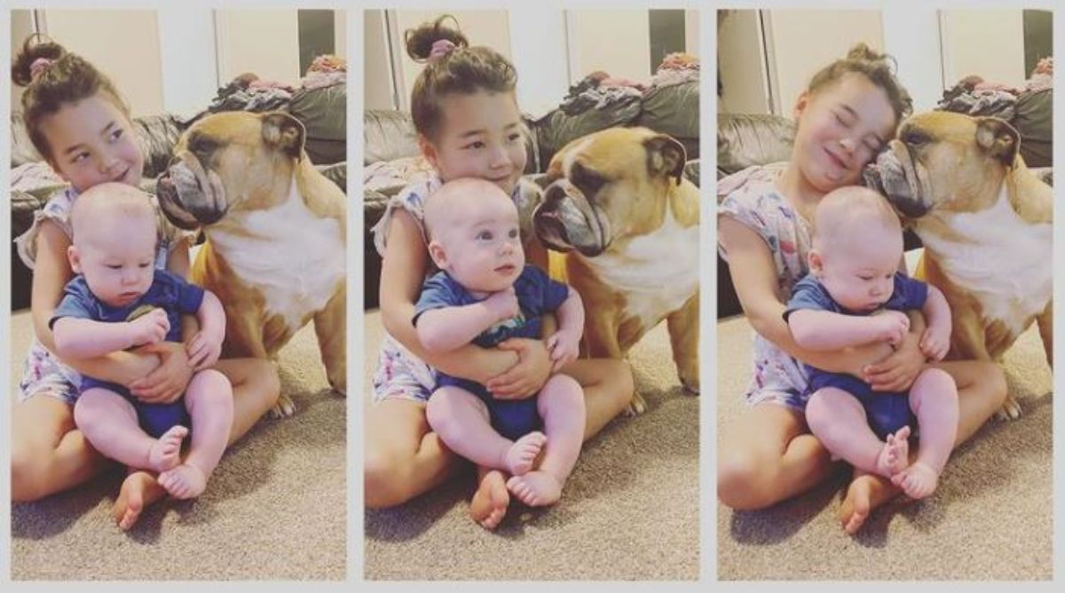 3 photos of a little girl hugging a baby while a brown and white bulldog sniffing her