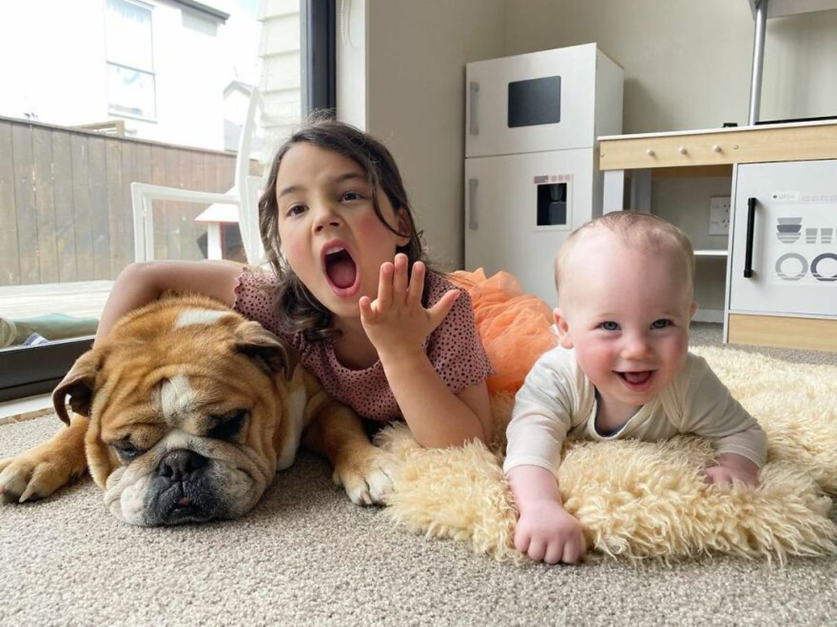 brown and white bulldog laying on the floor with a little girl and a baby