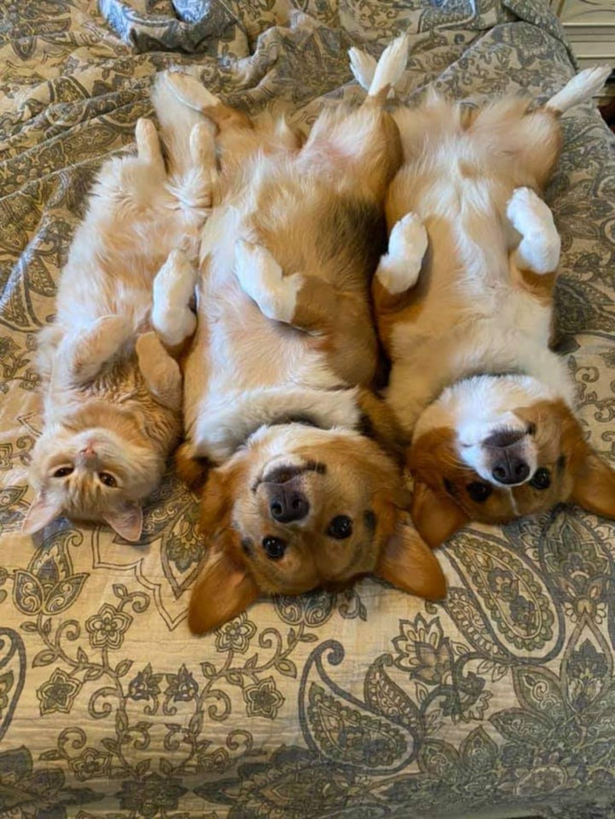 2 brown and white corgi puppies and an orange cat laying belly up on a bed