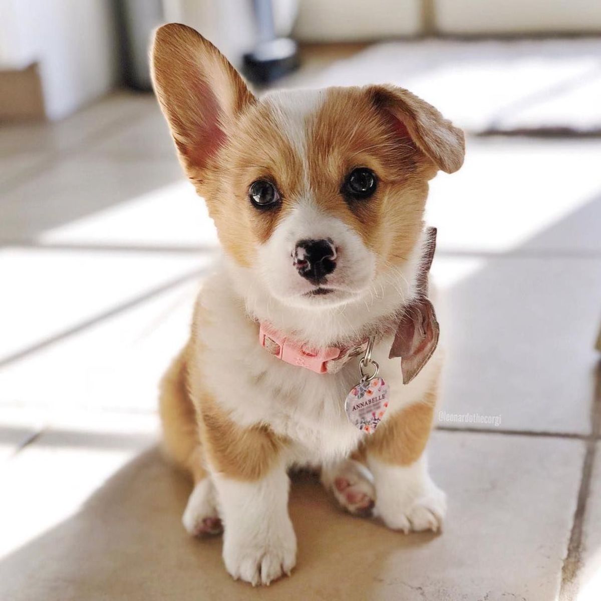 brown and white corgi puppy sitting on the floor with one floppy ear