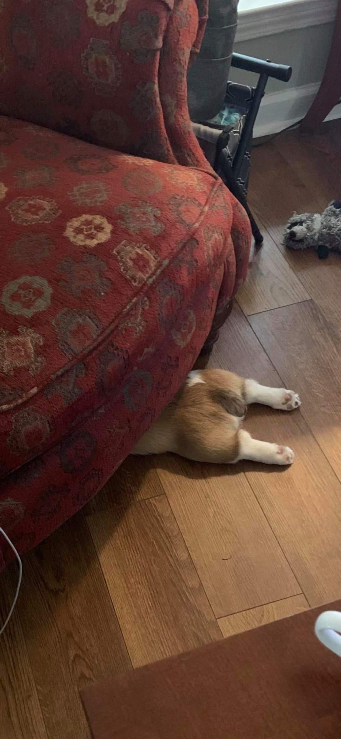 brown and white corgi doing a sploot on the wooden floor with just the butt and back legs showing sticking out from under a red plush chair