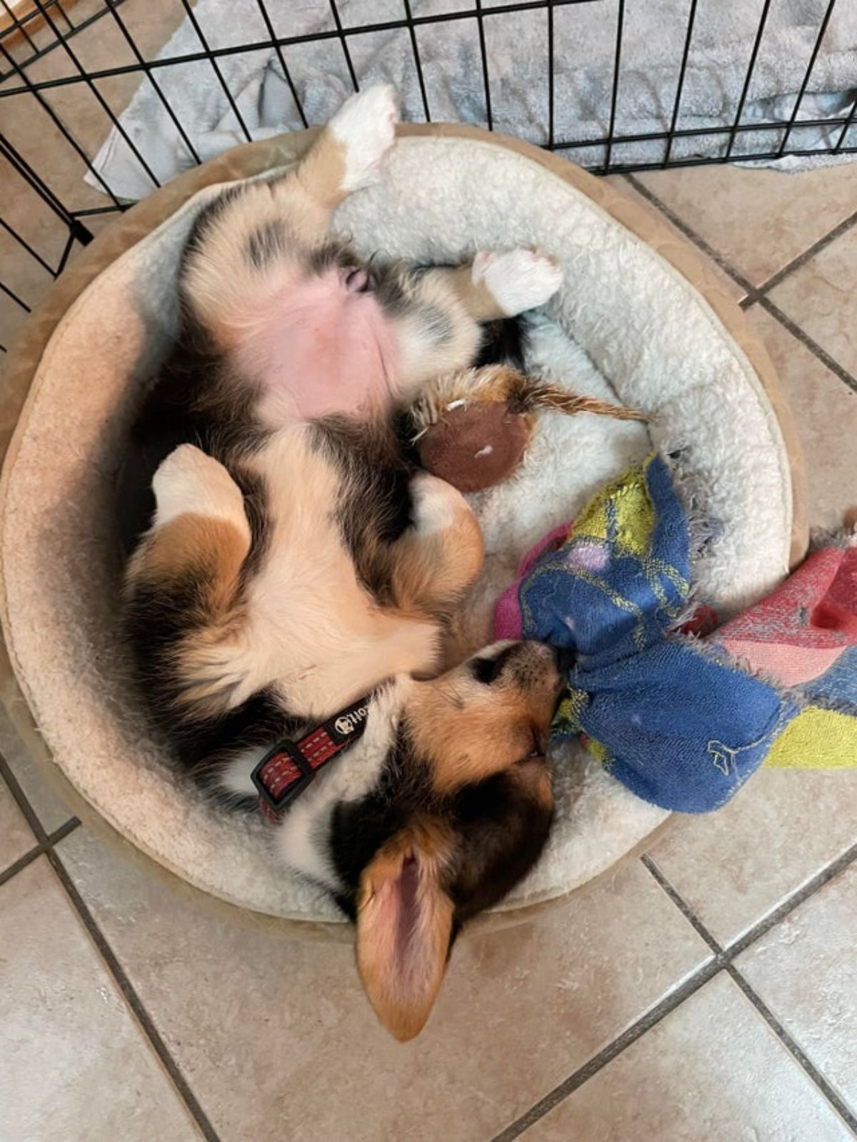 black brown and white corgi puppy sleeping belly up in a small dog bed surrounded by dog toys