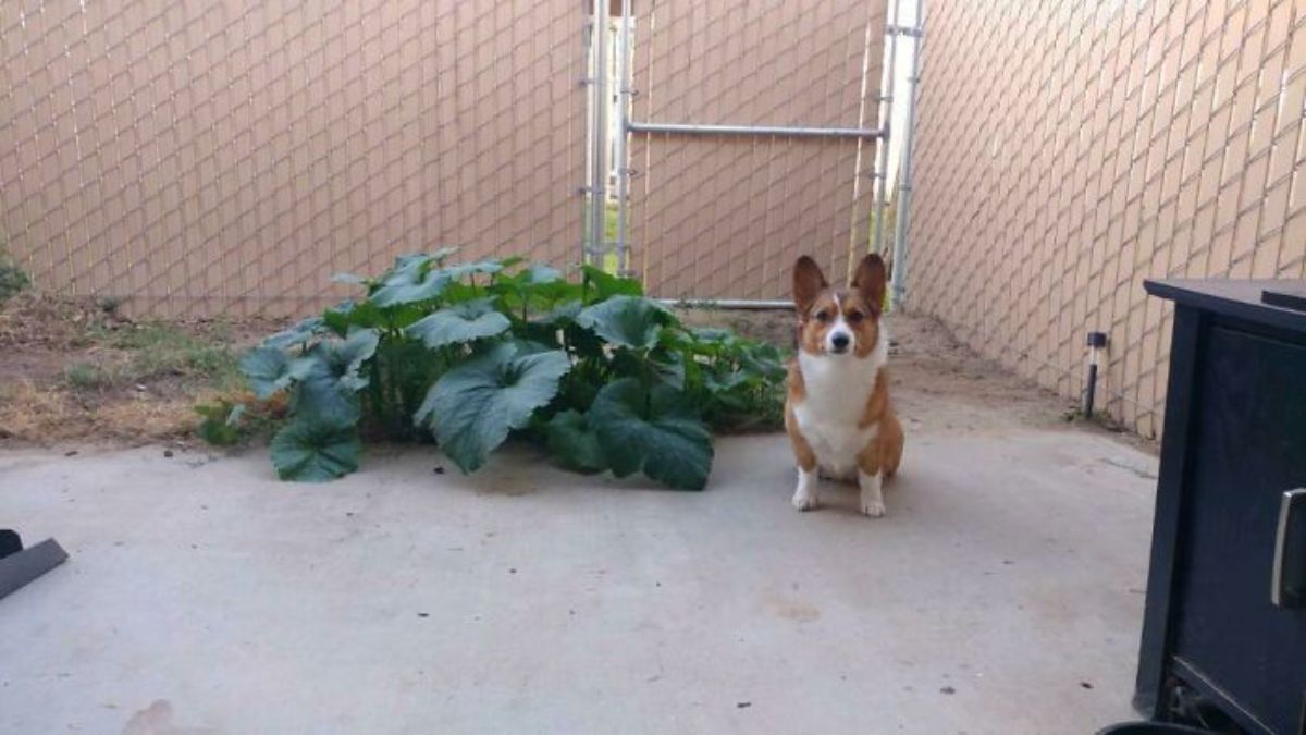 brown and white puppy sitting next to a small pumpkin patch