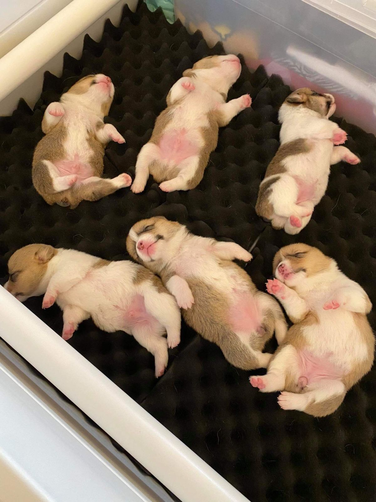 6 brown and white corgi puppies sleeping belly up