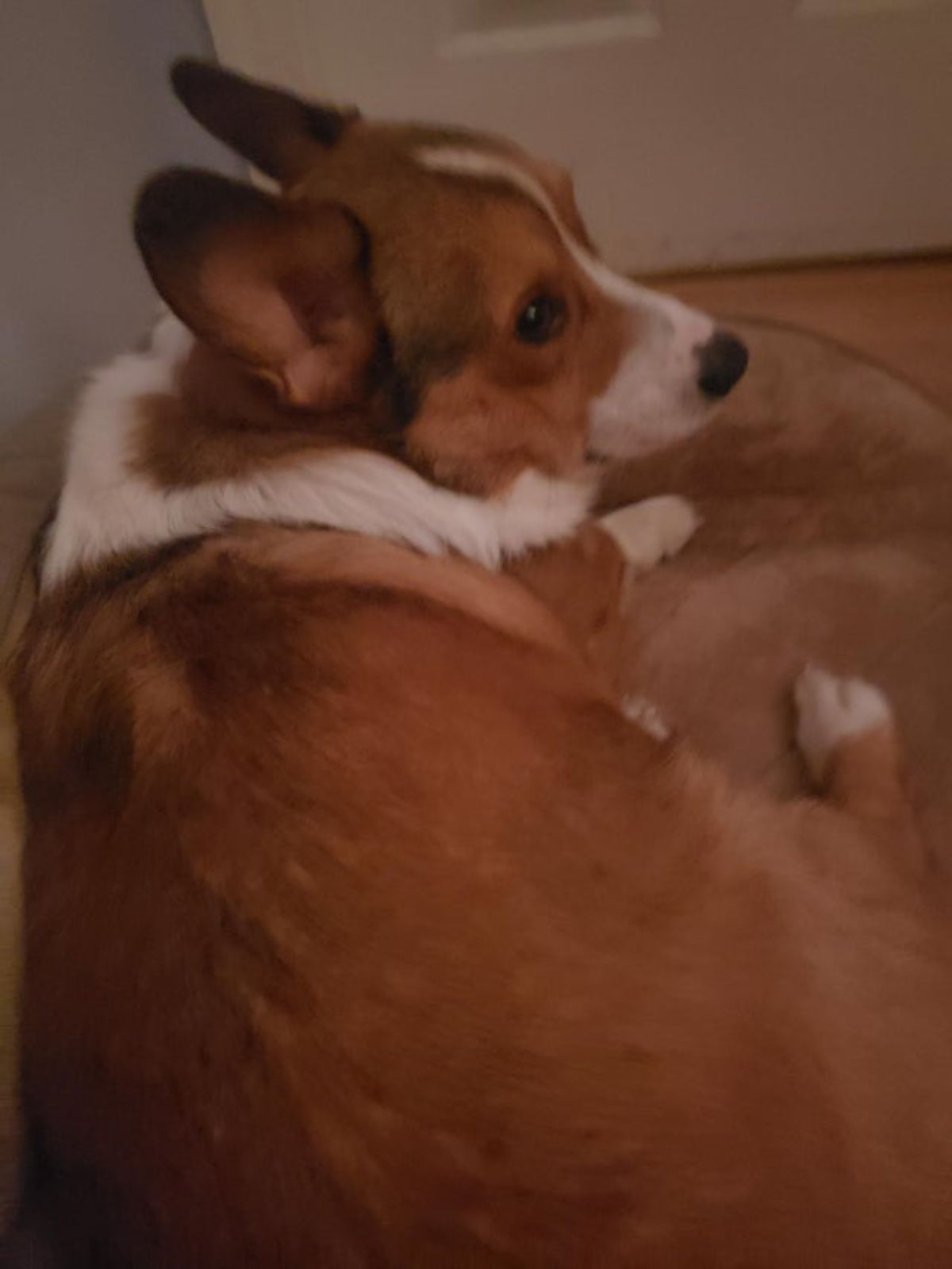 brown and white corgi laying on the floor