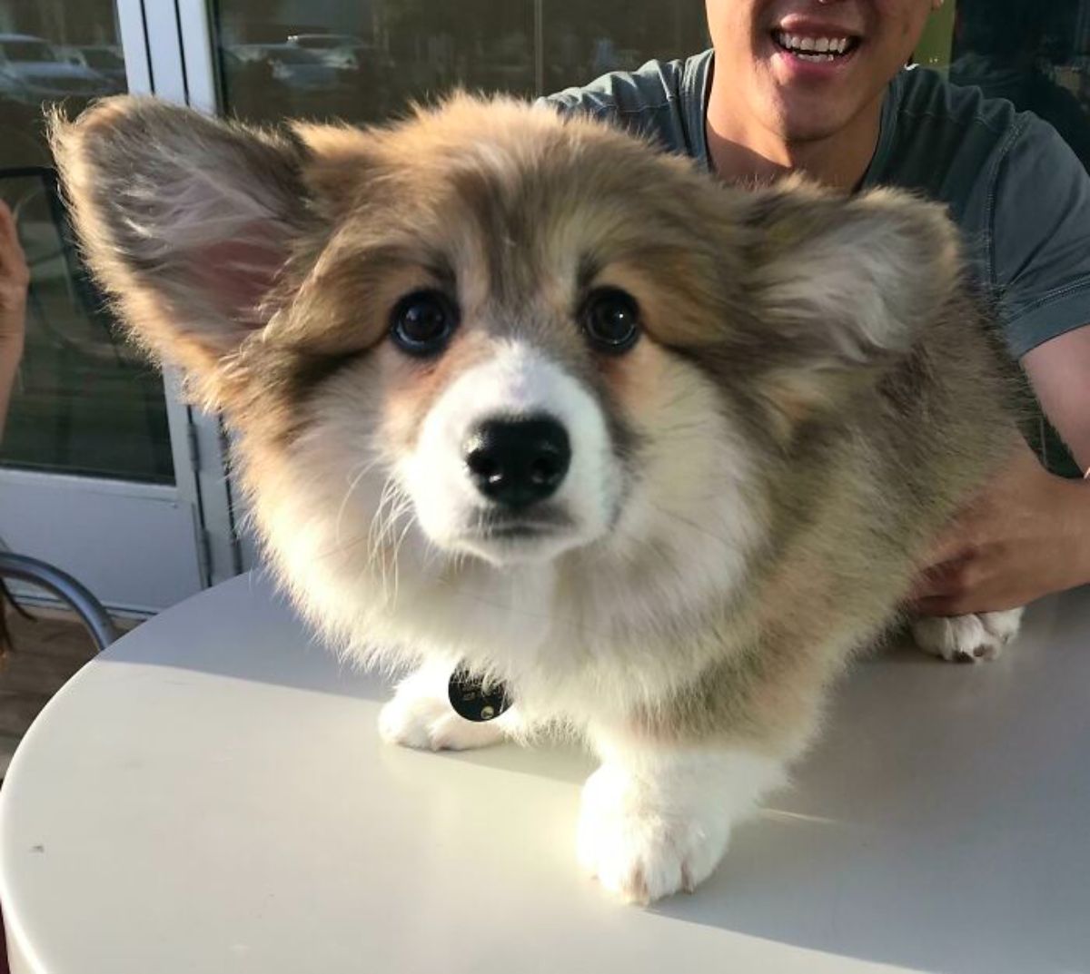 fluffy black brown and white corgi puppy on a white table with a person