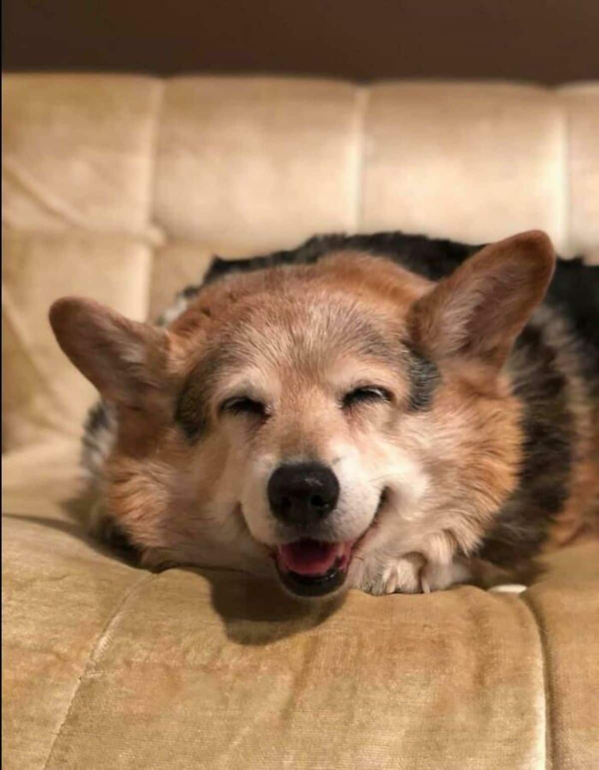 brown black and white corgi laying on a brown bed smiling